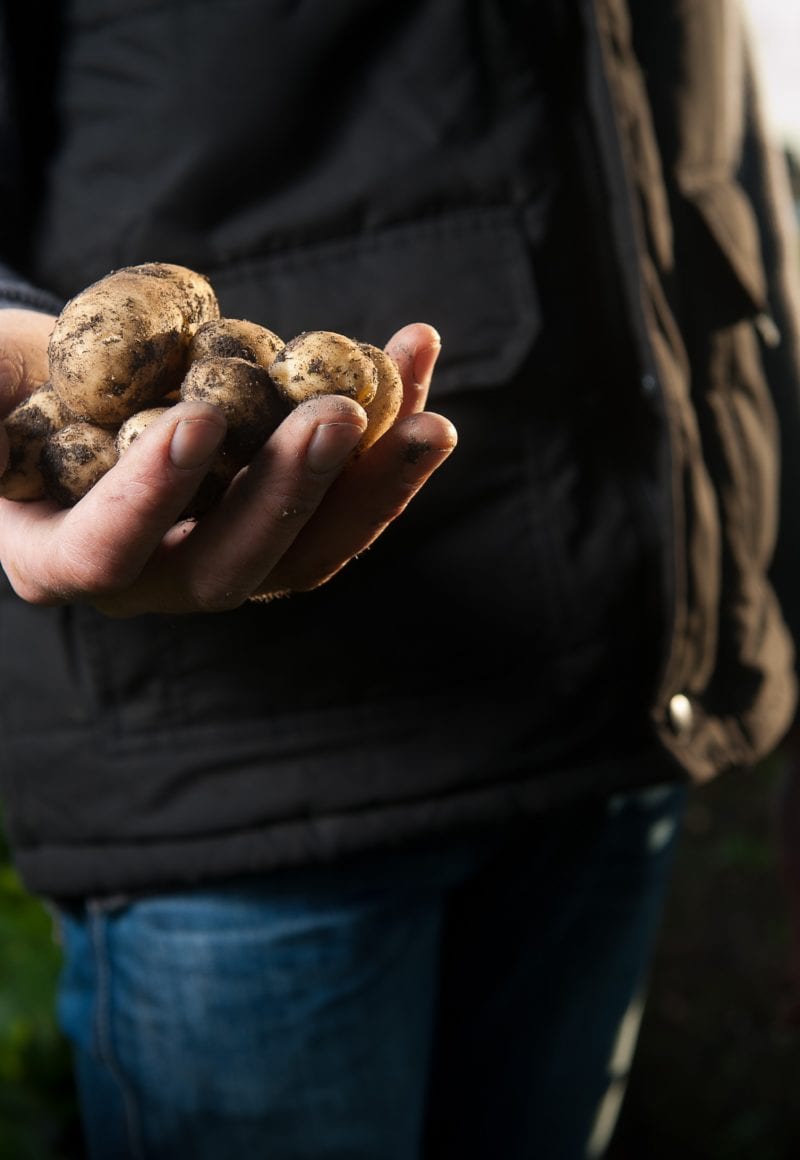 A man holding potatoes on a farm. Raw ingredients can be better traced back to their source using blockchain technology. - Agence Producteurs Locaux Damien Kühn / <a href='https://unsplash.com/@producteurslocaux'>Unsplash</a>