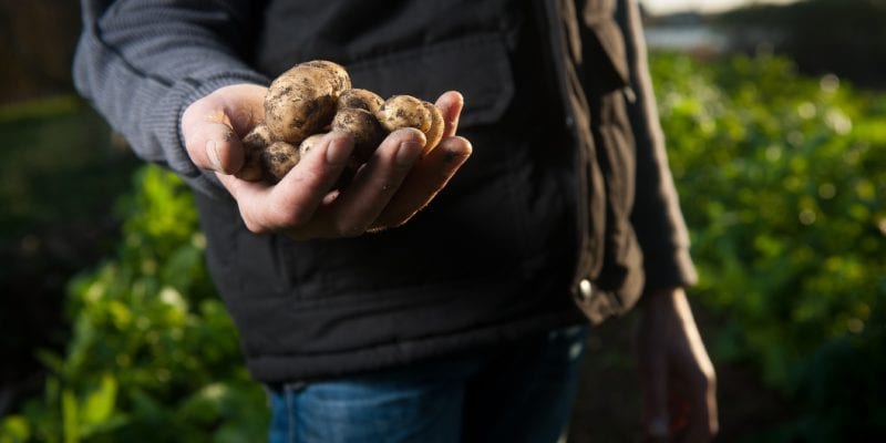 A man holding potatoes on a farm. Raw ingredients can be better traced back to their source using blockchain technology. - Agence Producteurs Locaux Damien Kühn / <a href='https://unsplash.com/@producteurslocaux'>Unsplash</a>